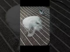 Veja Por Que Escolher Pó MSM de Malha 40-80 Testado Usando Metodologia GC com Metais Pesados Totais 3